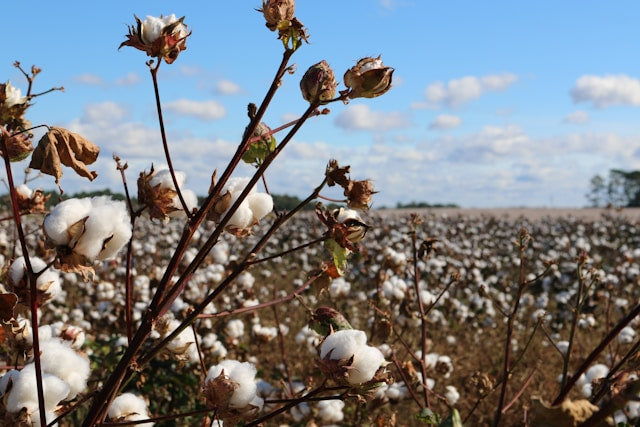 The Difference Between Organic Cotton and Conventional Cotton