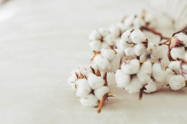 Understanding Cotton Standards – A Guide for Conscious Consumers