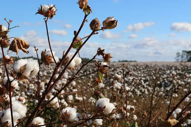The Difference Between Organic Cotton and Conventional Cotton - Foremost Hat-Wholesale & Custom Hats